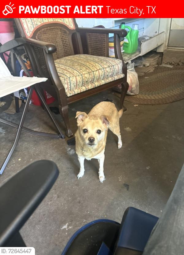 Lost Female Dog last seen 14th Ave N., Texas City, Texas City, TX 77590