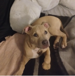 Lost Female Dog last seen Montego Dr, Mountain Vista, Desert Inn, Nellis, Boulder Hwy, Las Vegas, NV 89121