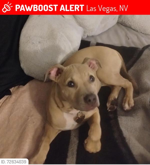 Lost Female Dog last seen Montego Dr, Mountain Vista, Desert Inn, Nellis, Boulder Hwy, Las Vegas, NV 89121