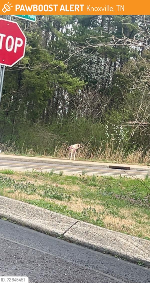 Found/Stray Unknown Dog last seen Dutchtown rd, Knoxville, TN 37923