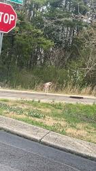 Found/Stray Unknown Dog last seen Dutchtown rd, Knoxville, TN 37923