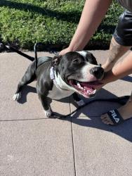 Found/Stray Female Dog last seen Templeton, Los Angeles, CA 90032