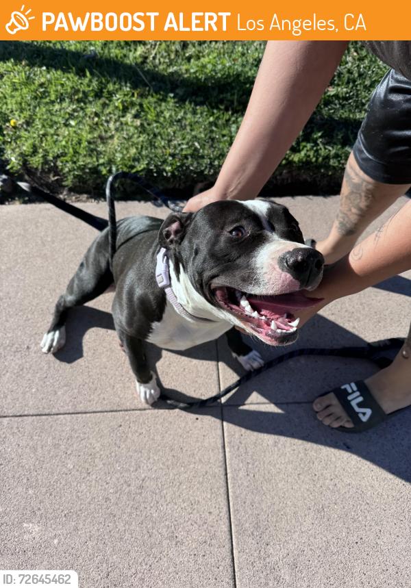 Found/Stray Female Dog last seen Templeton, Los Angeles, CA 90032
