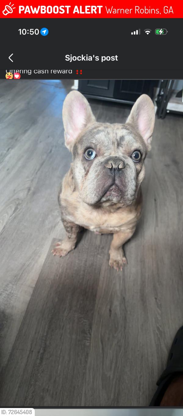 Lost Male Dog last seen Sunset and Briarcliff, Warner Robins, GA 31088