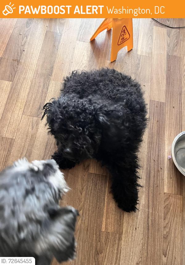 Found/Stray Female Dog last seen Giant, Washington, DC 20020