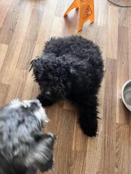 Found/Stray Female Dog last seen Giant, Washington, DC 20020