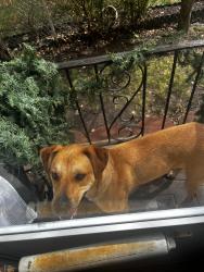Found/Stray Unknown Dog last seen Schuyler Ave, Kearny, NJ 07032