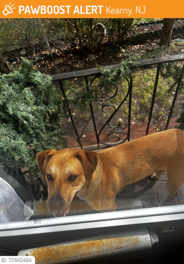 Found/Stray Unknown Dog last seen Schuyler Ave, Kearny, NJ 07032
