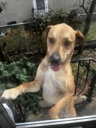 Lost Male Dog last seen Goncalves, Kearny, NJ 07032