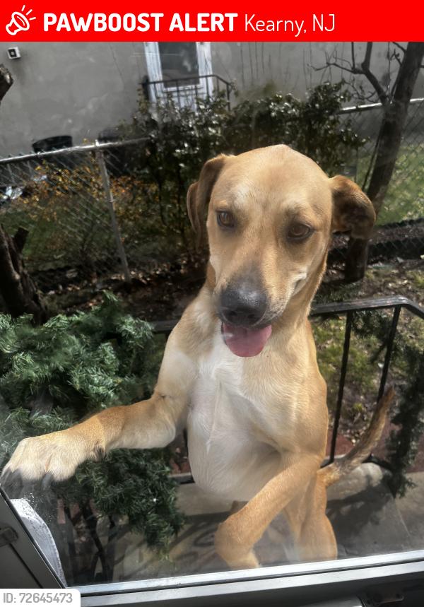 Lost Male Dog last seen Goncalves, Kearny, NJ 07032