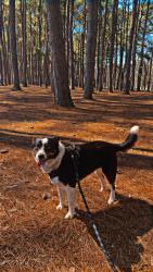 Lost Female Dog last seen S Columbia ave and Mctyre st, Sheffield, AL 35660