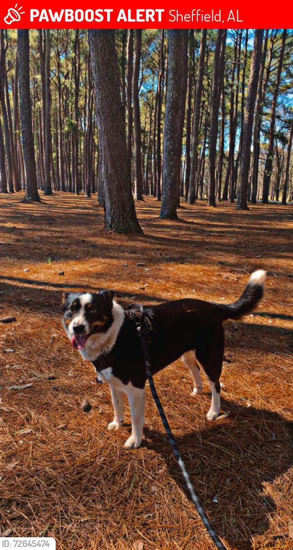 Lost Female Dog last seen S Columbia ave and Mctyre st, Sheffield, AL 35660