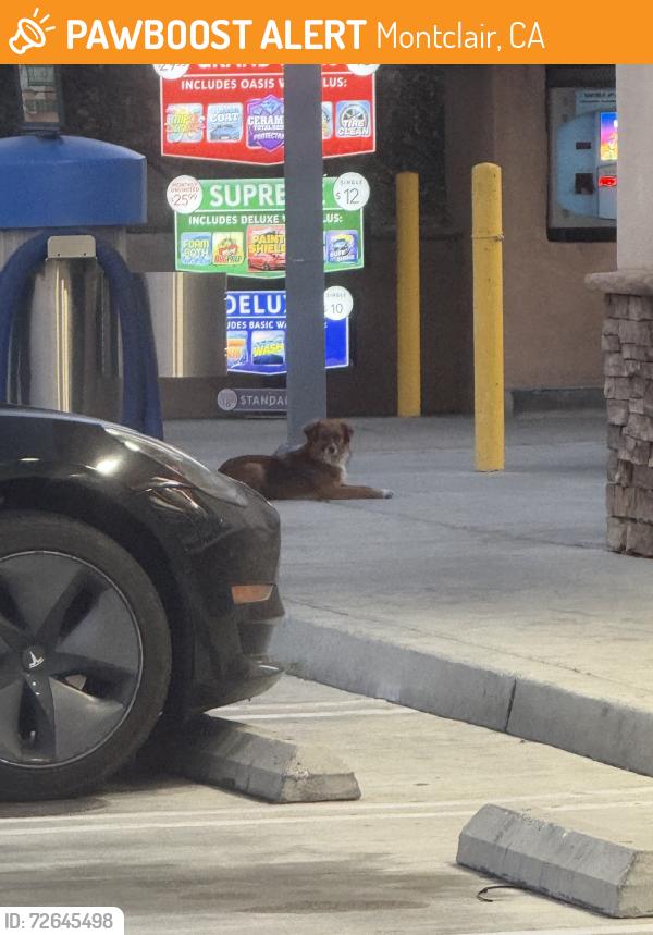 Found/Stray Unknown Dog last seen Monte vista and holt, Montclair, CA 91763