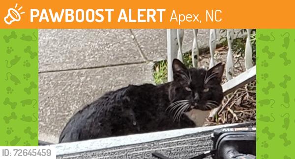Found/Stray Unknown Cat last seen East Chatham & North Mason St., Apex, Apex, NC 27502