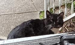 Found/Stray Unknown Cat last seen East Chatham & North Mason St., Apex, Apex, NC 27502
