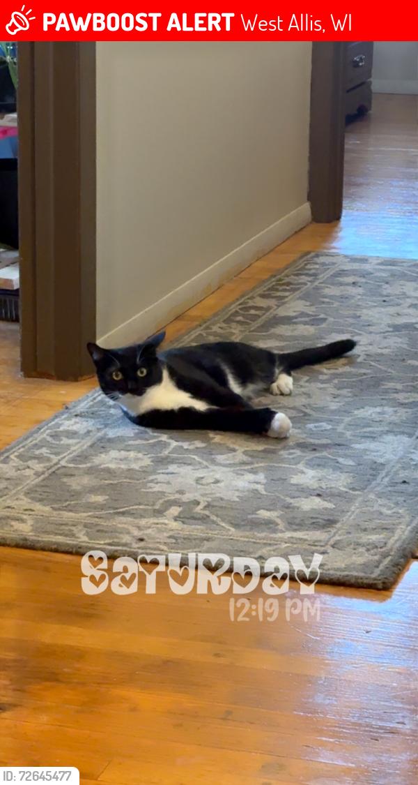 Lost Male Cat last seen 70th & Adler, West Allis, WI 53214