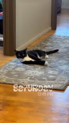 Lost Male Cat last seen 70th & Adler, West Allis, WI 53214