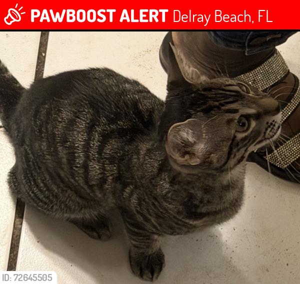 Lost Male Cat last seen Fern ln , Delray Beach, FL 33445