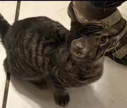 Lost Male Cat last seen Fern ln , Delray Beach, FL 33445