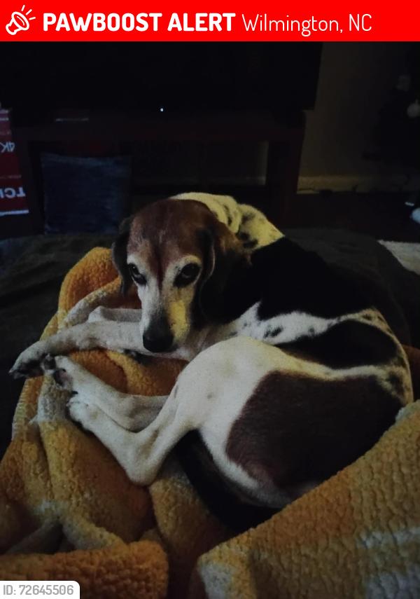 Lost Female Dog last seen Wilmington Commons , Wilmington, NC 28403