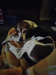Lost Female Dog last seen Wilmington Commons , Wilmington, NC 28403