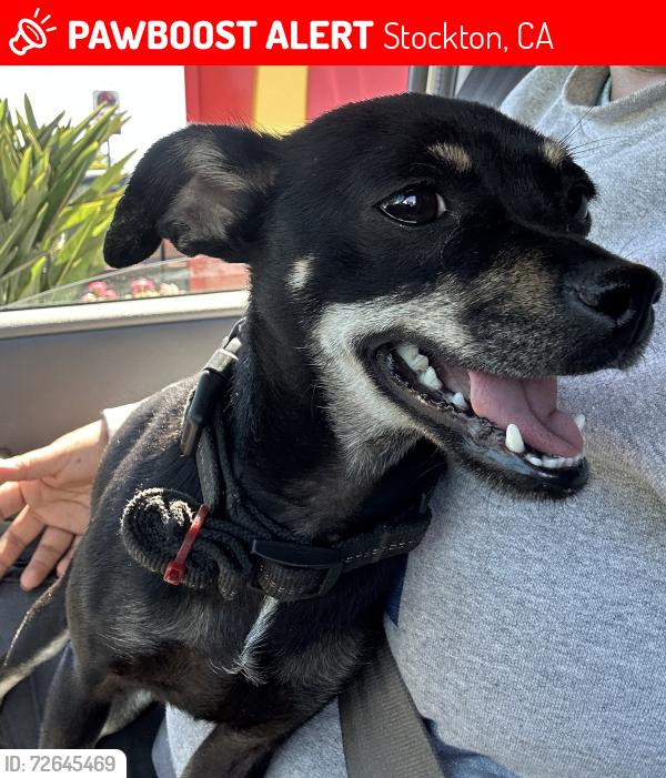 Lost Female Dog last seen Mattie Harrell Park, Stockton, CA 95206