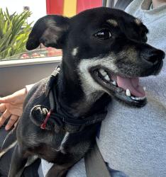Lost Female Dog last seen Mattie Harrell Park, Stockton, CA 95206
