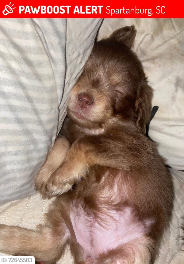 Lost Female Dog last seen Spartanburg , Spartanburg, SC 29301