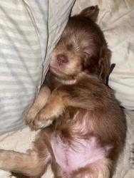 Lost Female Dog last seen Spartanburg , Spartanburg, SC 29301