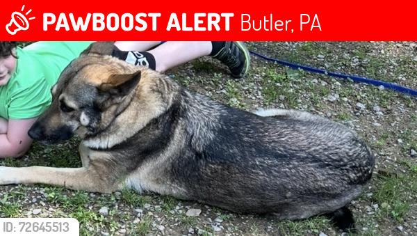 Lost Female Dog last seen Whitmire road, west sunbury, Pa , Butler, PA 16001