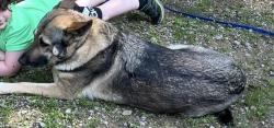 Lost Female Dog last seen Whitmire road, west sunbury, Pa , Butler, PA 16001