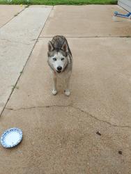 Found/Stray Female Dog last seen Fairway (aks and River Mills, Spring, TX 77379