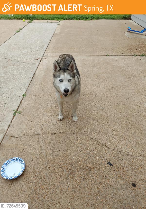 Found/Stray Female Dog last seen Fairway (aks and River Mills, Spring, TX 77379