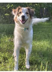 Lost Female Dog last seen Canyon trail , Pacific, MO 63069