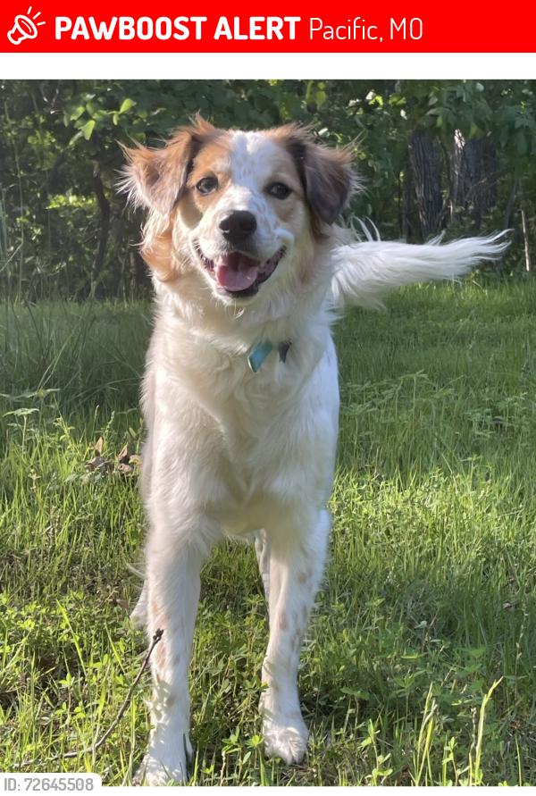 Lost Female Dog last seen Canyon trail , Pacific, MO 63069