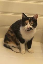 Lost Female Cat last seen Severn Street/Brighton road , Alvaston, England DE24