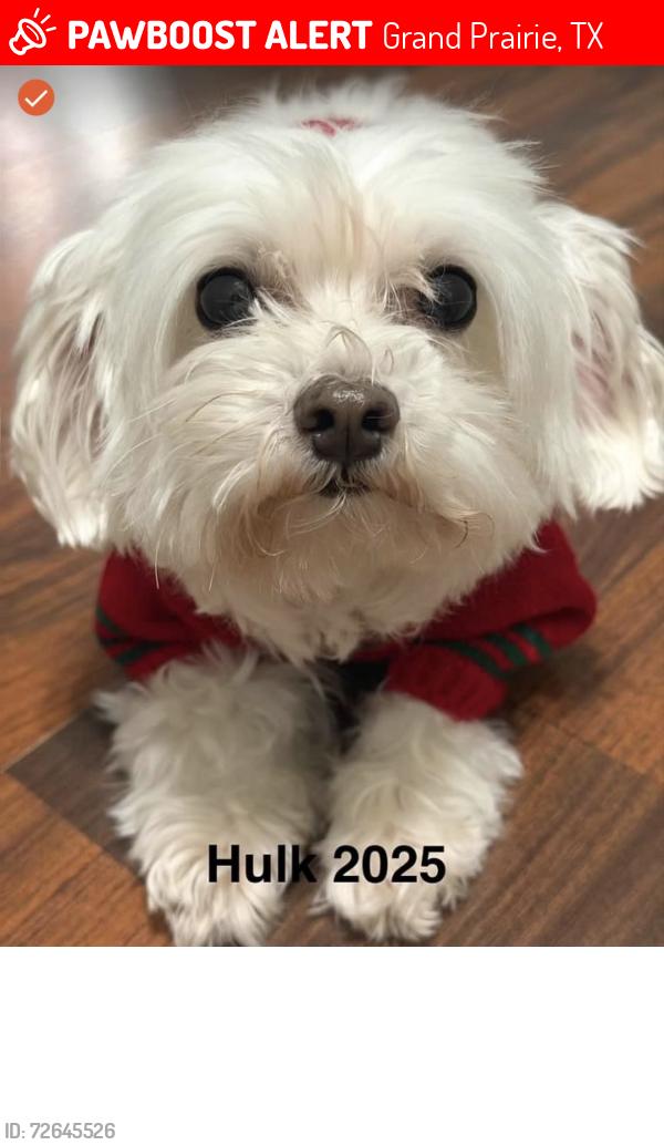 Lost Male Dog last seen Kettering Ct and Wyndham, Grand Prairie, TX 75052