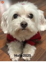 Lost Male Dog last seen Kettering Ct and Wyndham, Grand Prairie, TX 75052