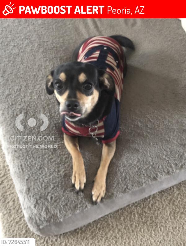 Lost Female Dog last seen 79th ave and Cactus Road, Peoria, AZ 85345