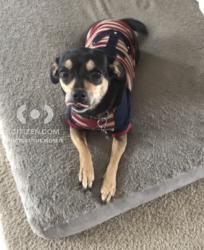 Lost Female Dog last seen 79th ave and Cactus Road, Peoria, AZ 85345