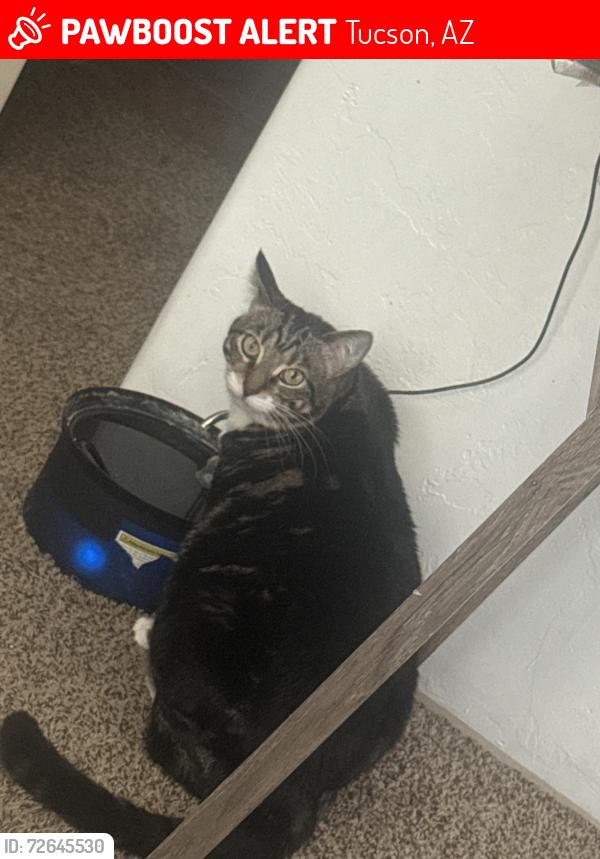 Lost Female Cat last seen Campbell and Fort Lowell, Tucson, AZ 85719