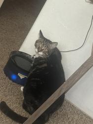 Lost Female Cat last seen Campbell and Fort Lowell, Tucson, AZ 85719