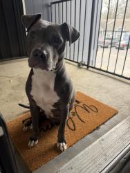 Found/Stray Male Dog last seen Near hickory meadow ln , Memphis, TN 38115