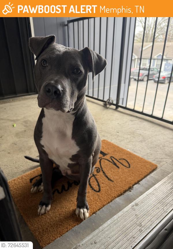 Found/Stray Male Dog last seen Near hickory meadow ln , Memphis, TN 38115