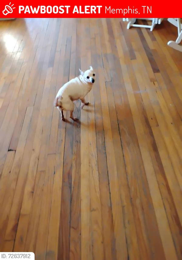 Lost Female Dog last seen Macon and Salem ,she was found on Gray Rd last time ,Towns St, Memphis, TN 38122