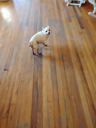 Lost Female Dog last seen Macon and Salem ,she was found on Gray Rd last time ,Towns St, Memphis, TN 38122