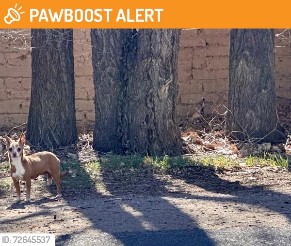 Found/Stray Unknown Dog last seen Rio grande/ Los ranchos, Los Ranchos de Albuquerque, NM 87107