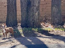 Found/Stray Unknown Dog last seen Rio grande/ Los ranchos, Los Ranchos de Albuquerque, NM 87107