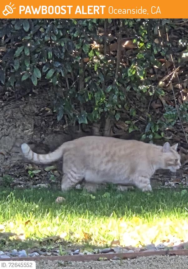 Found/Stray Unknown Cat last seen Mesa and Foussat, Oceanside, CA 92054