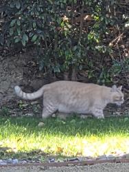 Found/Stray Unknown Cat last seen Mesa and Foussat, Oceanside, CA 92054